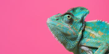 chameleon on pink background - MarketStar Blog sales abilities