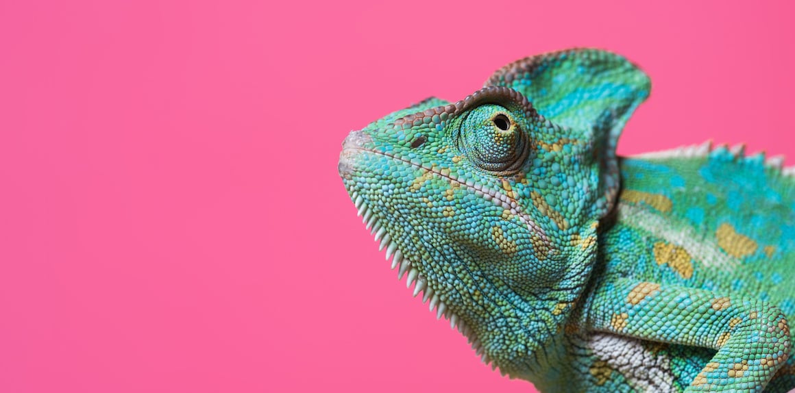 chameleon on pink background - MarketStar Blog sales abilities